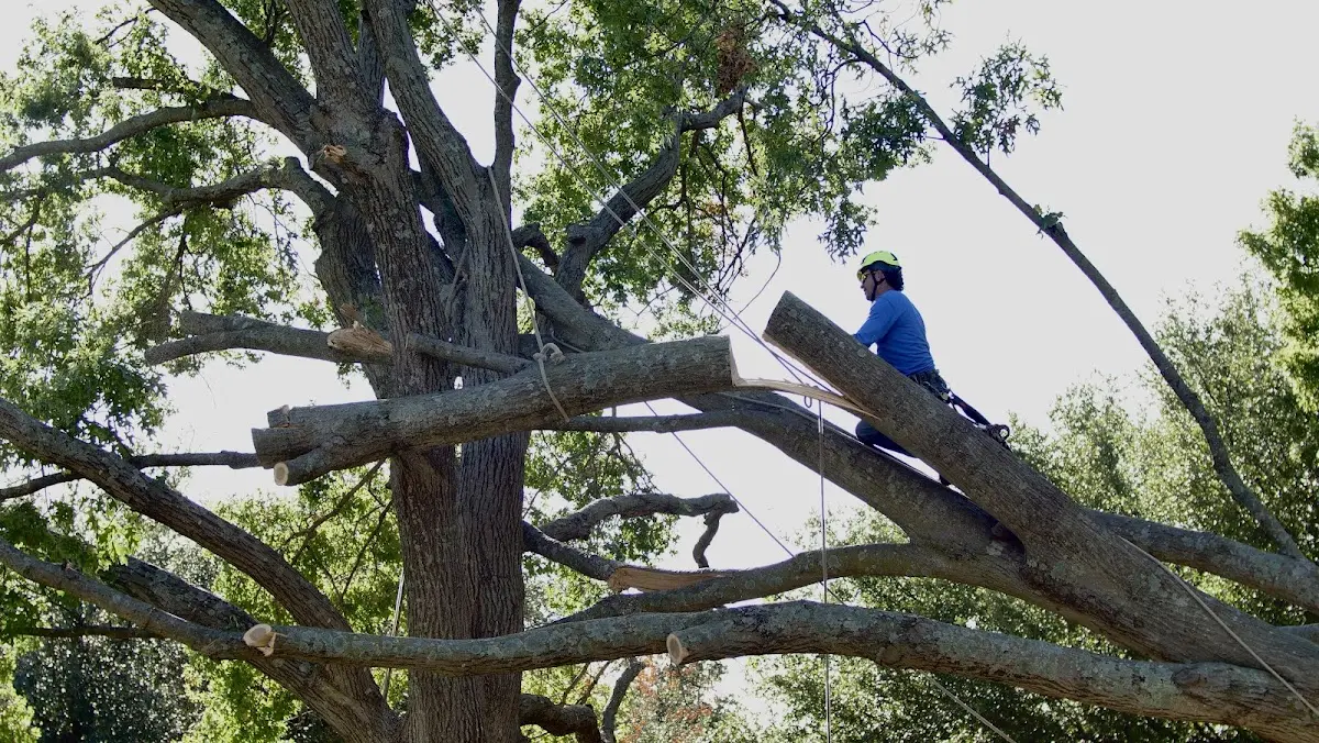 Professional Hazardous Tree Removal performed by certified arborists in Glenwood