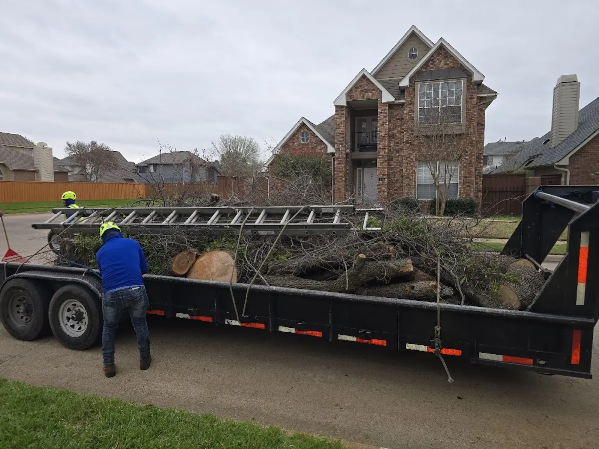 Expert Tree Pest Control with proper safety equipment in Glenwood